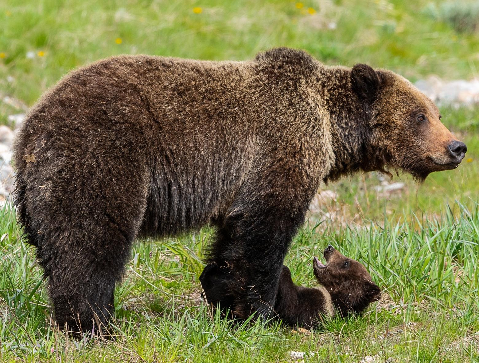 Sow grizzlies near Grand Teton National Park often spend time near the road to keep their cubs safe from large male bears. This sow was photographed near Togwatee Pass and is a descendant of Grizzly 399. Photo by Howie Garber