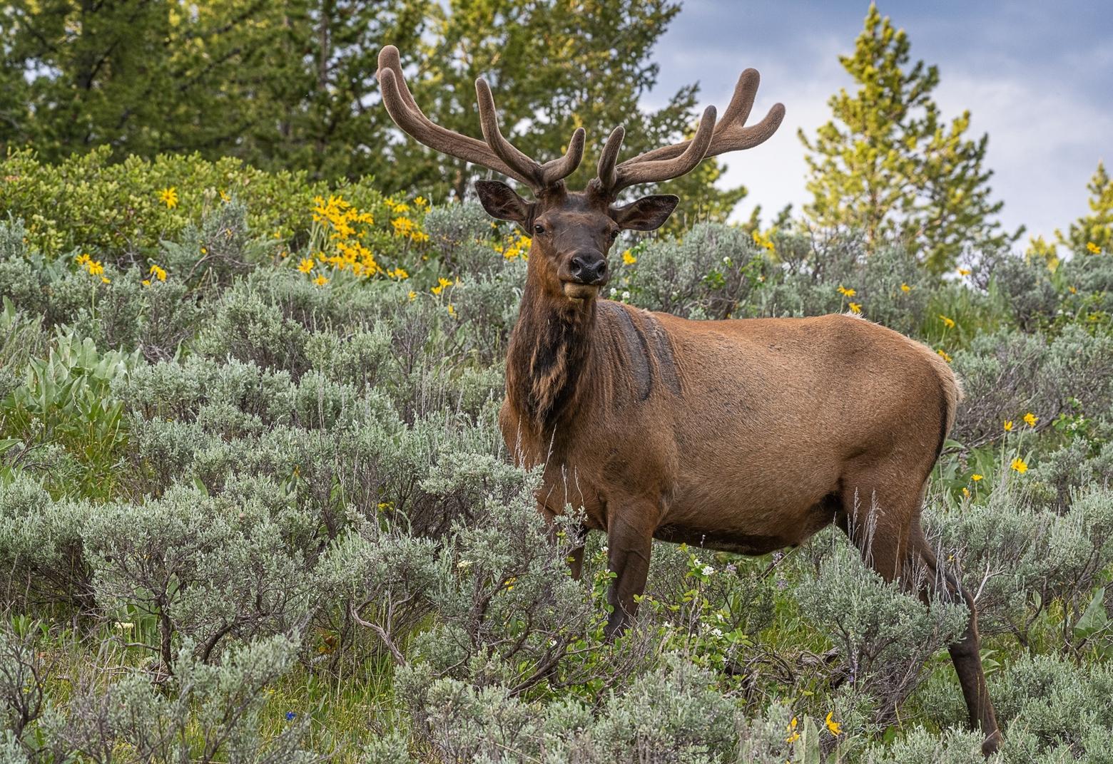 Bull elk in velvet, Grand Teton National Park. It was a rare privilege to photograph this elk for over an hour. Moving slowly and maintaining a safe distance is less of a disturbance to wildlife. Photo by Howie Garber