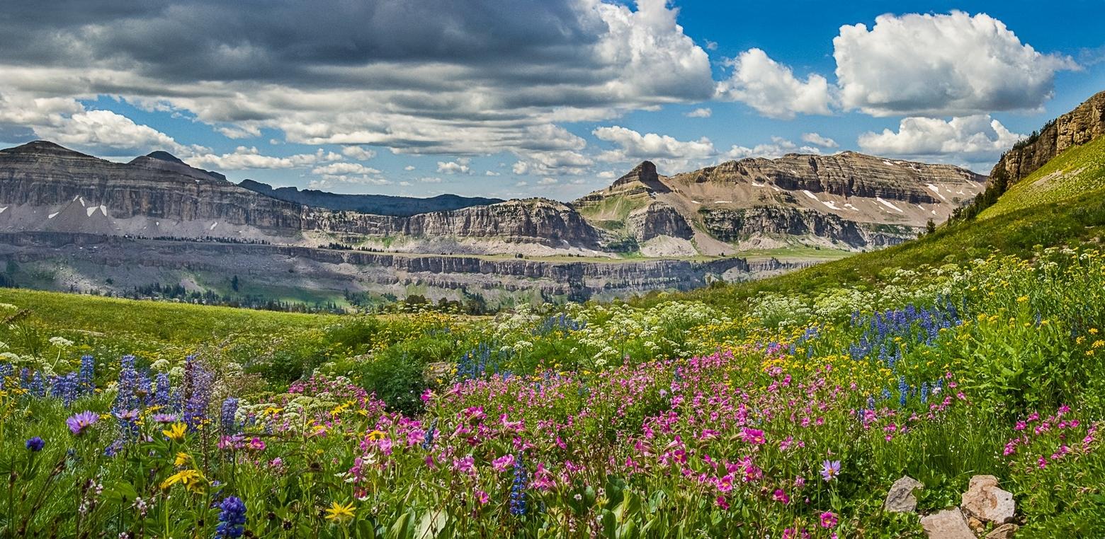 Alaska Basin in the Wyoming's Jedediah Smith Wilderness can be thick with monkey flowers in a wet year like this one. Photo by Howie Garber