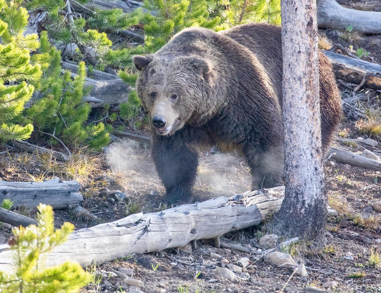 In its latest estimate using a new counting method in the demographic monitoring area, the Interagency Grizzly Bear Study Team estimates that the Greater Yellowstone Ecosystem is home to 965 grizzly bears. Photo by Jim Peaco/NPS