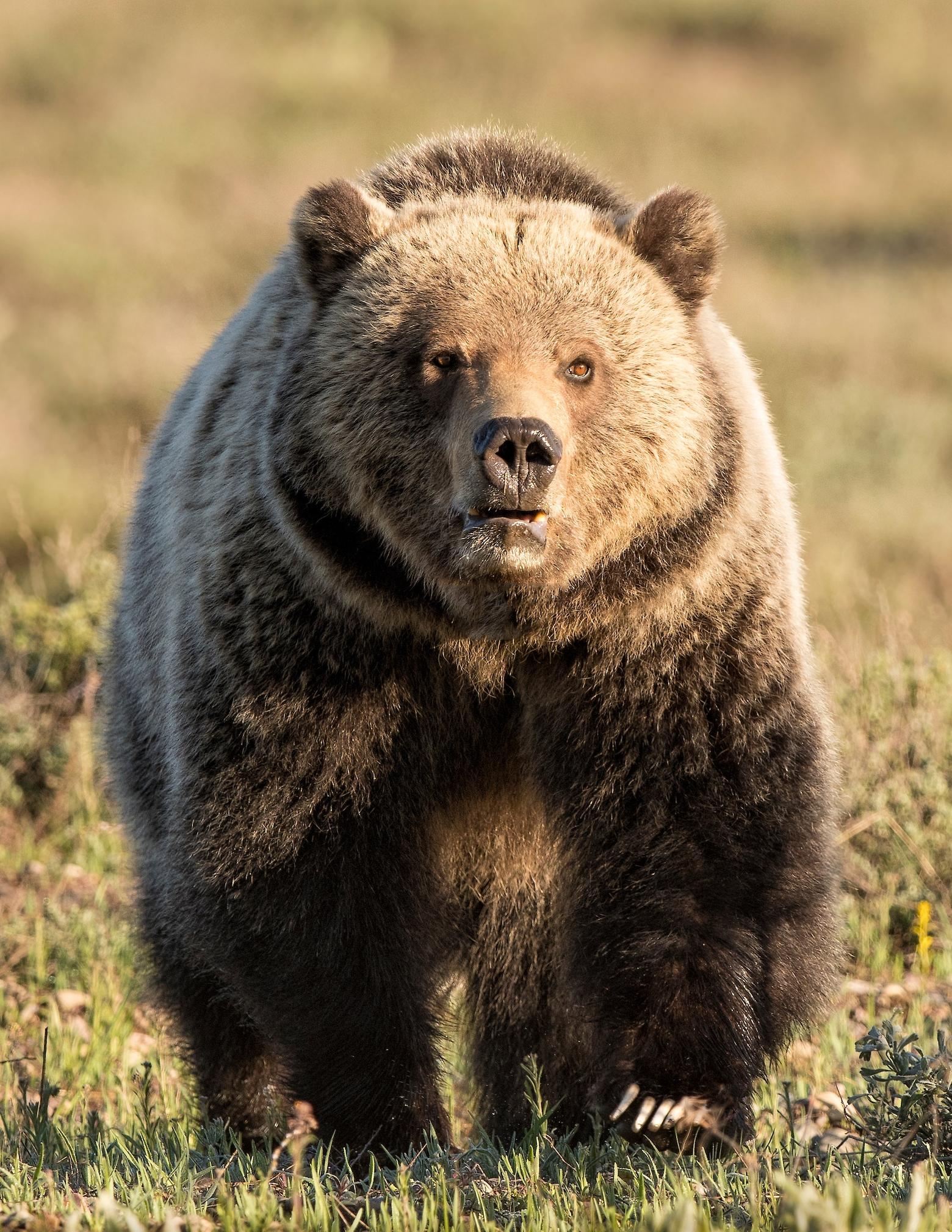 A male grizzly bear makes his way toward Charlie Lansche's camera in Greater Yellowstone. A charging grizzly can reach speeds up to 35 miles per hour and Keegan David found out how quickly he needed to reach and fire his canister of bear spray on May 20. Photo by Charlie M. Lansche