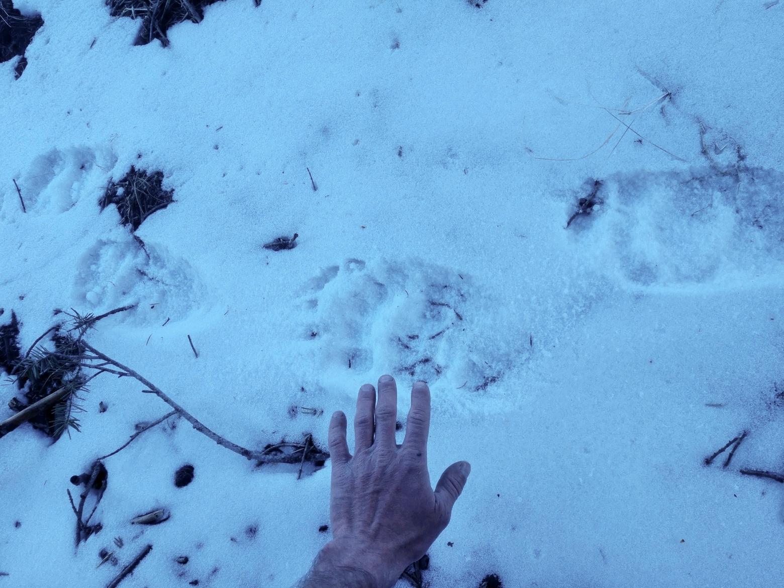 Keegan David places a hand next to the paw print of a grizzly bear. "I cross their tracks but that set was large," he says. Photo courtesy Keegan David