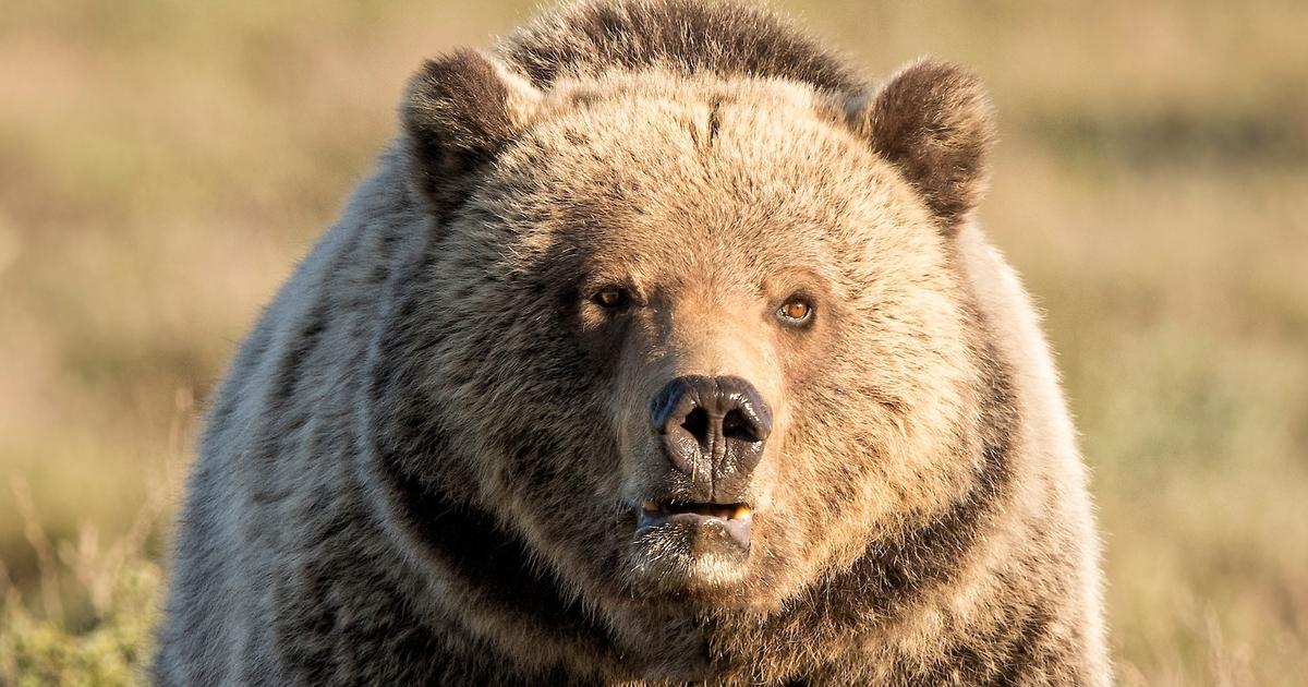 To Stop A Grizzly And How Bear Spray Saved A Life