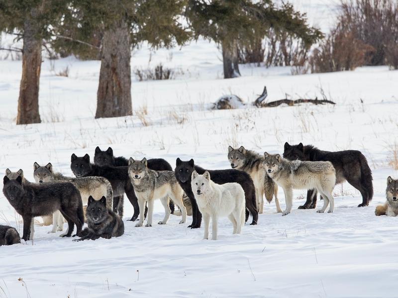 Orsted titled this portrait he took of a Yellowstone wolf pack "A Family Affair"