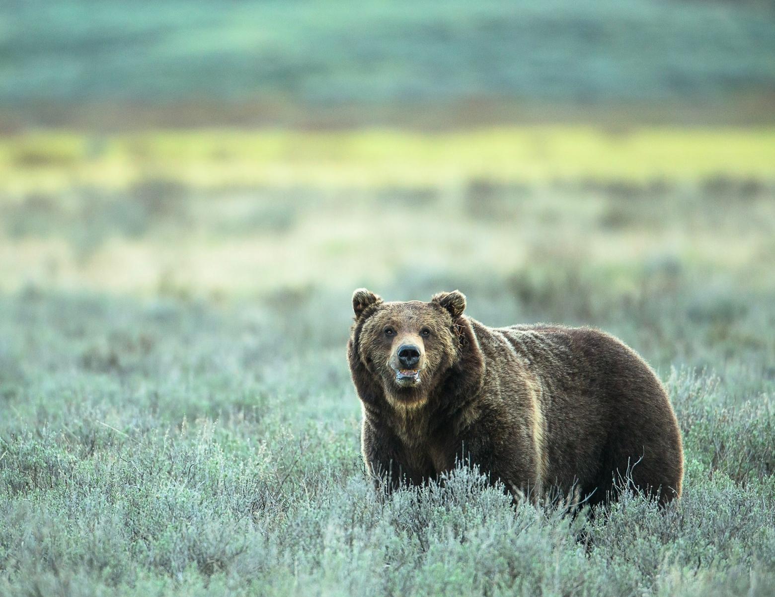 Brad Orsted has amassed a remarkable body of wildlife imagery and video footage but he says the most formidable predator stalking him day and night for years, in the town, wilderness and dreams, was grief.  Photo of Greater Yellowstone grizzly courtesy Brad Orsted