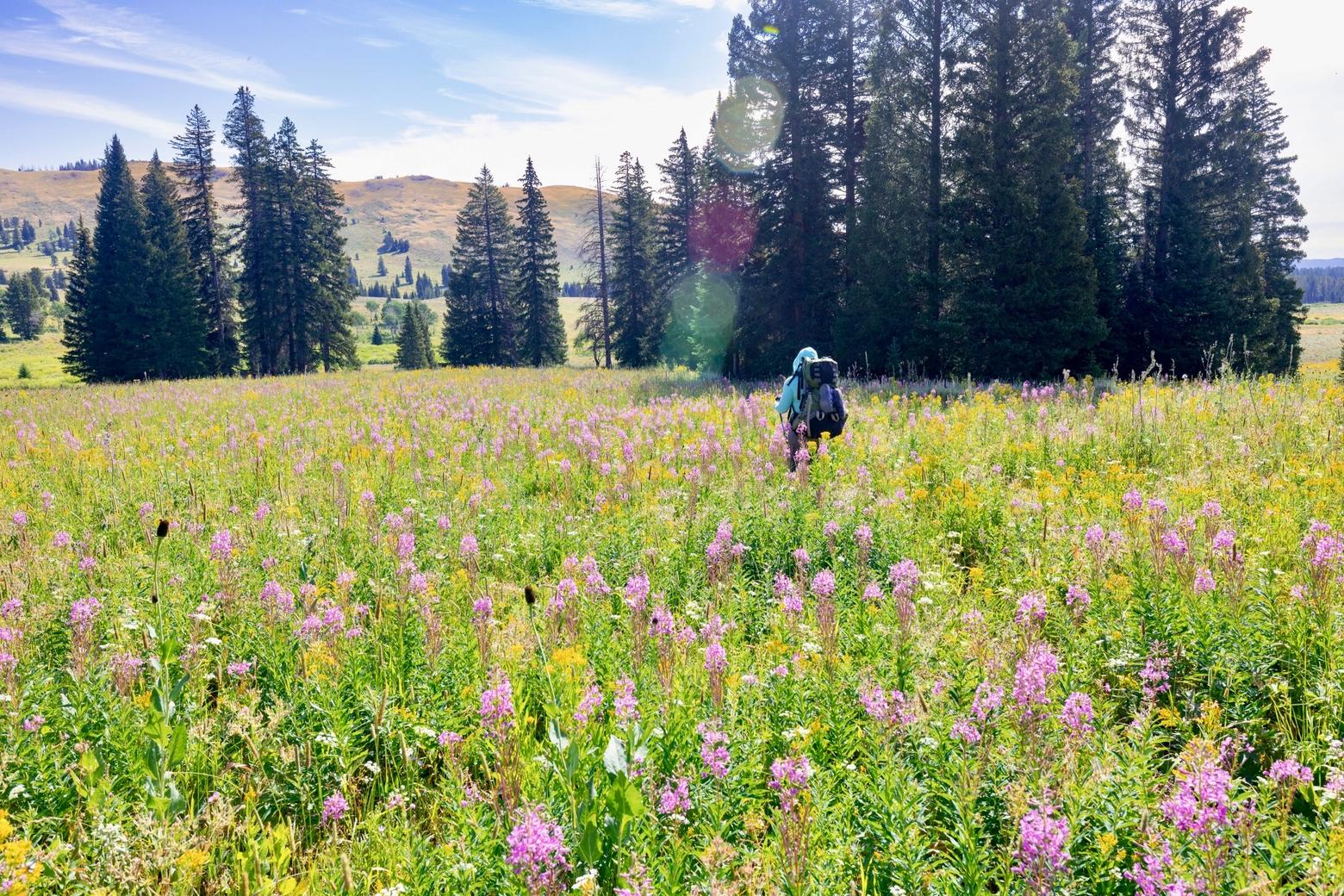 A hiker moves through a meadow of wildflowers in Yellowstone. There's an expression that amid our busy or lonely lives it helps to slow down, stand still and smell the roses. Taking a whiff and feeling the earth under our feet is good for us. Tate says one profound gift is to help others experience it, too. Photo courtesy Jacob W. Frank/NPS