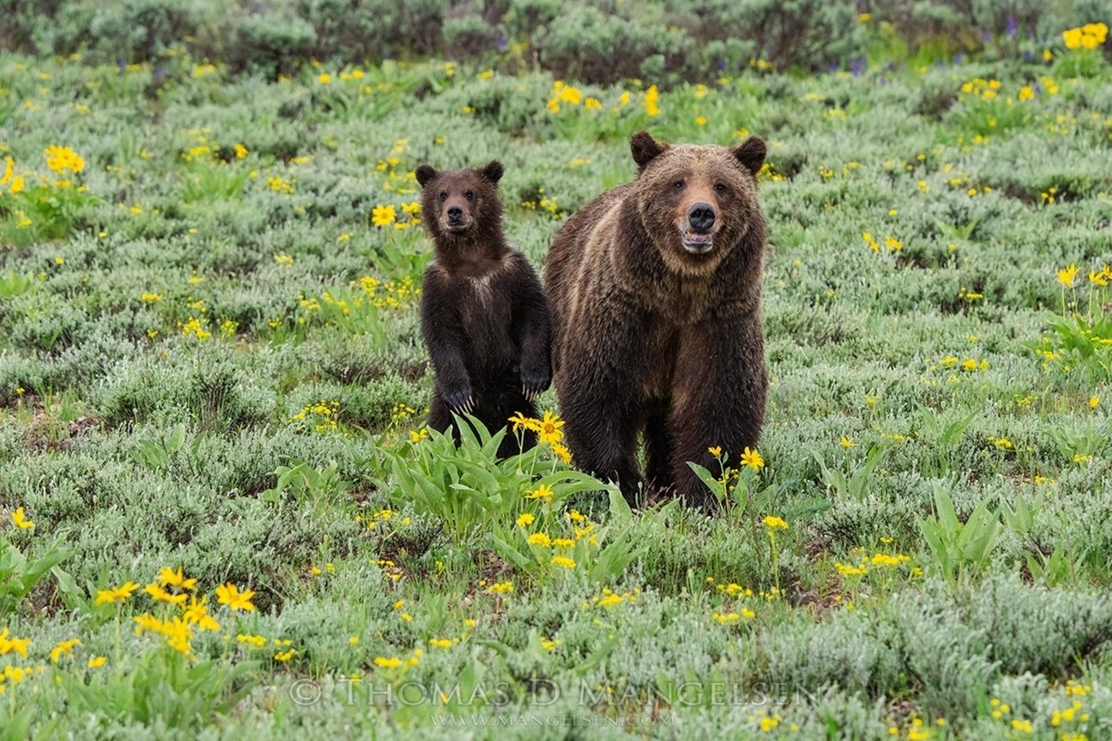 Meet Grizzly Bear 399, the Most Famous Bears in the World - Gaia GPS