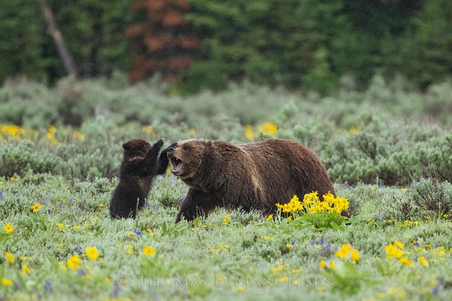 What is 399's cub trying to tell its mother or is it a game of peekaboo? 