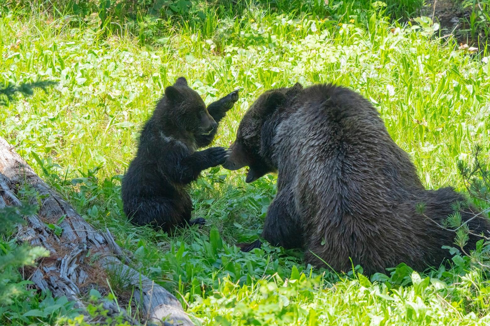 Is that a smile on 399's face as her cub mimics being a full-grown grizzly trying to scare its mother with infant growls? 