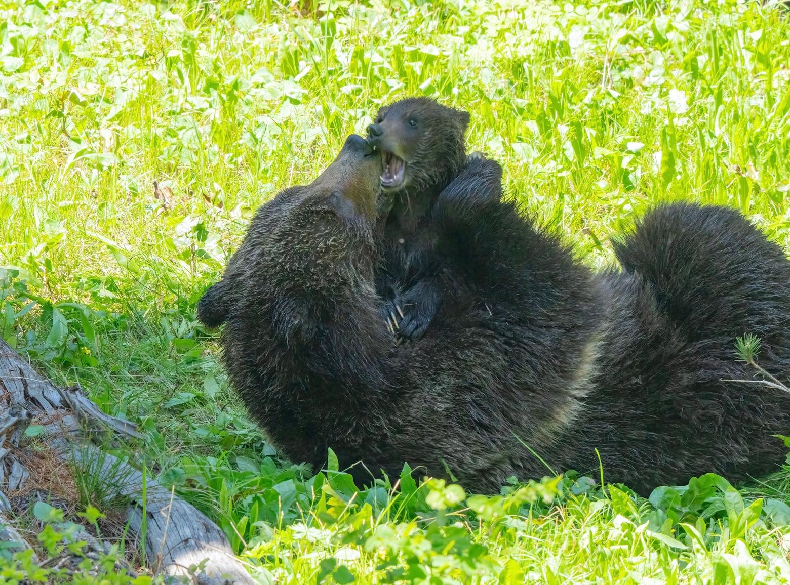 Do bear cubs giggle with delight when their mother tickles them? An observer would be hard-pressed to interpret the gentle rough-housing of 399 and the verbalizations coming out of her cub any other way.