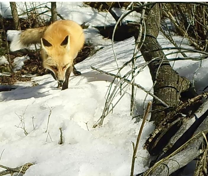A red fox just downstream from the proposed glampground. The island where the project is sited is a sensitive riparian area rich in wildlife habitat. Trail camera photo courtesy Holly Pippel