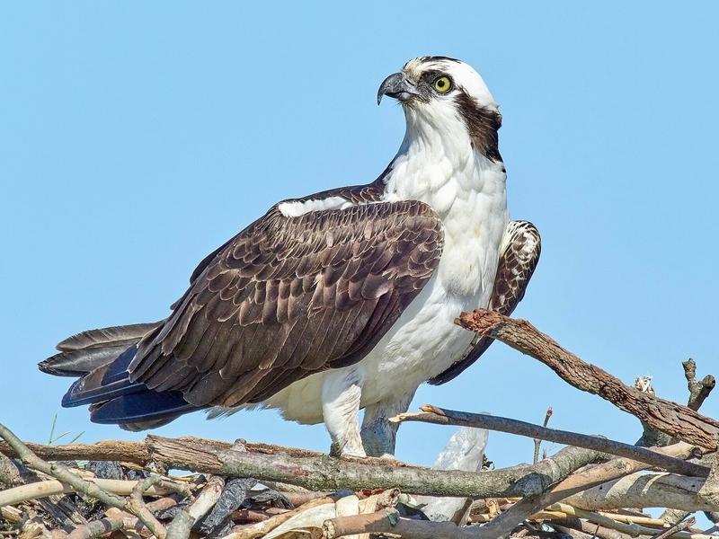 As osprey perched on its nest, another avian wonder of Greater Yellowstone