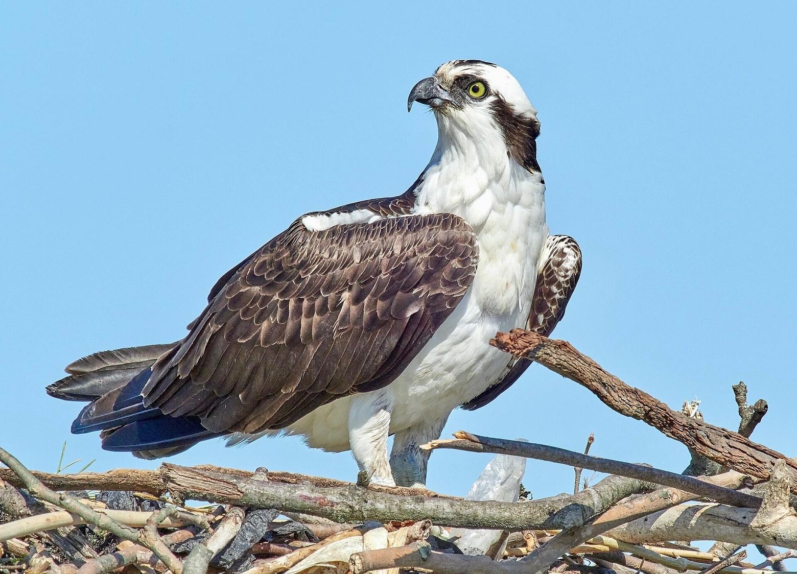 Osprey, like eagles, hawks and other raptors, were once hunted for sport, eliminated because they were deemed unwanted predators, or suffered declines from pesticides like DDT. Conservation brought them back. Today federally protected, they are among the many wildlife marvels in Greater Yellowstone and beyond. Photo courtesy RoySmith/CC BY-SA 4.0