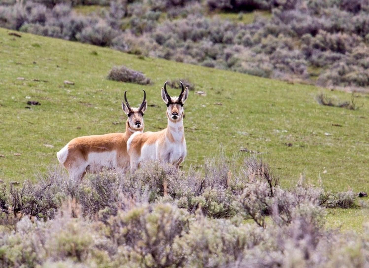 Two pronghorn bucks peek from behind sagebrush in Yellowstone National Park's Lamar Valley. As many as 500 pronghorn once migrated along the 200-mile-long "Path of the Pronghorn," east and south of Grand Teton National Park. In 2023, biologists counted 25. Photo by Neal Herbert/NPS 