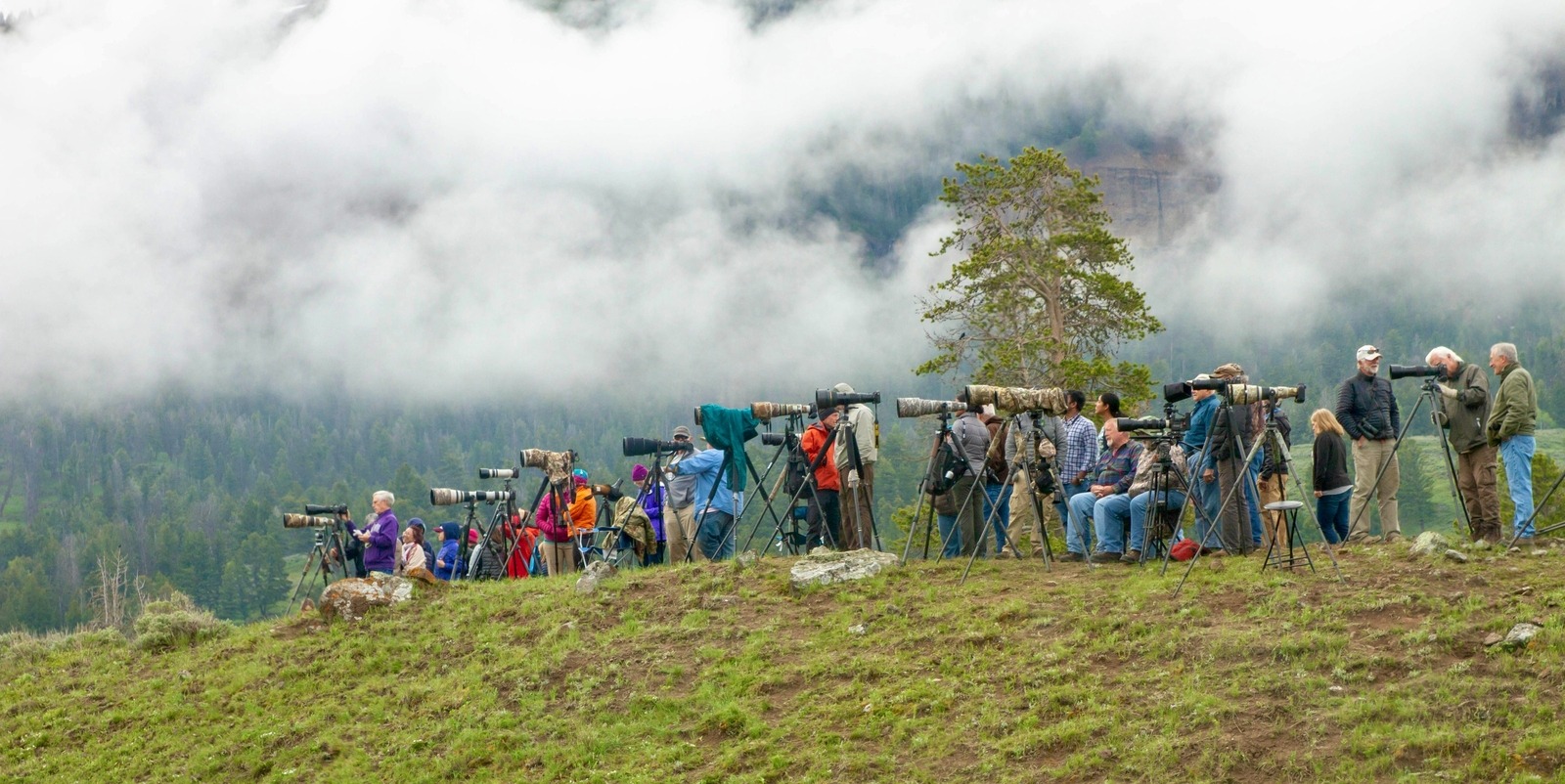 Wolf watchers gather on a knoll in Yellowstone's Lamar Valley watching how packs interact and vocalize. In 1994, before wolves were brought back, the value of wolf watching to the economy of southwest Montana was zero. Within a decade, it had grown to $35 million and recently was estimated to be $82.7 million and rising. The value of Yellowstone and its wildlife has generated billions in economic activity for Montana. Instead of constantly complaining about the park and portraying Yellowstone as an imposition on his state, might Governor Greg Gianforte instead express gratitude to Yellowstone Supt. Cam Sholly and his staff for contributing exponentially more than it receives from Montana in return? Photo courtesy Diane Renkin/NPS 