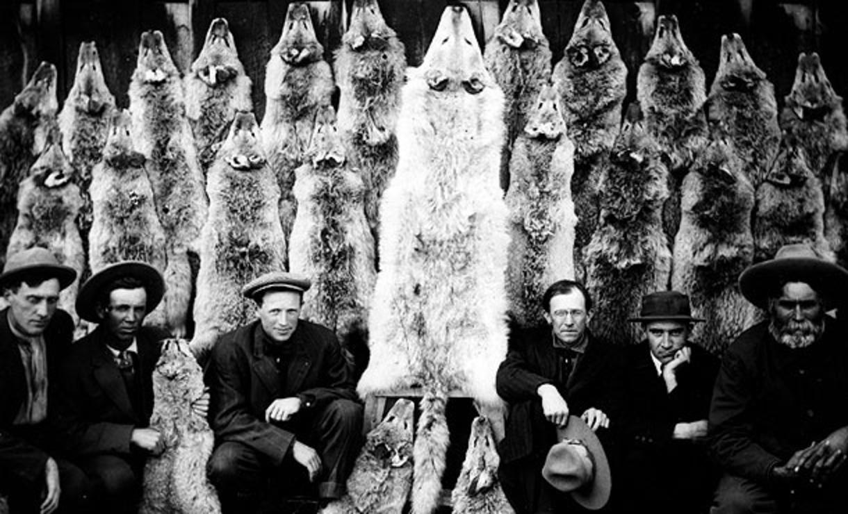 It may be a historic photograph showing wolf bounty hunters with spoils of their craft, but the same mindset of eradication exists in Western states which proclaim wolf recovery as a triumph at the same time they are working to reverse it.  