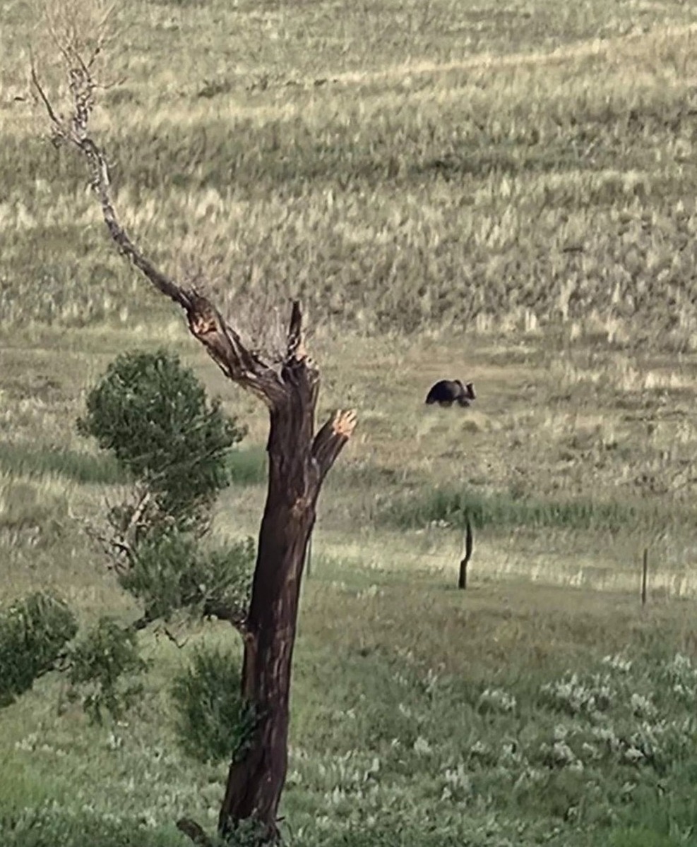 A photograph circulated this week confirmed the presence of a grizzly bear in the Shields Valley of Montana. Young male grizzlies exploring new terrain is not uncommon and having individual bears wandering around is vastly different from them persisting in landscapes that are conducive to the survival of a healthy population.  