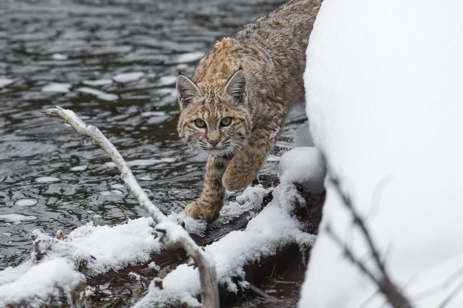 This is the Yellowstone bobcat whose economic impact Mark Elbroch, Lisa Robertson and colleagues assessed. This lone wildcat, in a single year, was responsible for an estimated $308,000 in economic activity owed to what wildlife photographers and others were willing to pay to go view it. Photo courtesy Neal Herbert/NPS