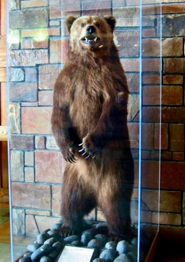 Photo of stuffed grizzly on display behind glass at Jackson Lake Lodge in Grand Teton Park