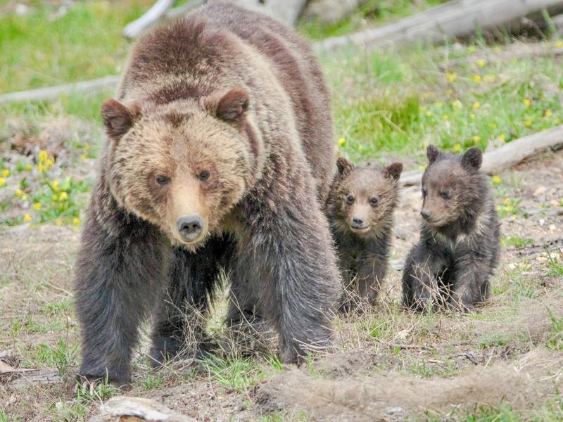 A grizzly mother with cubs in Yellowstone