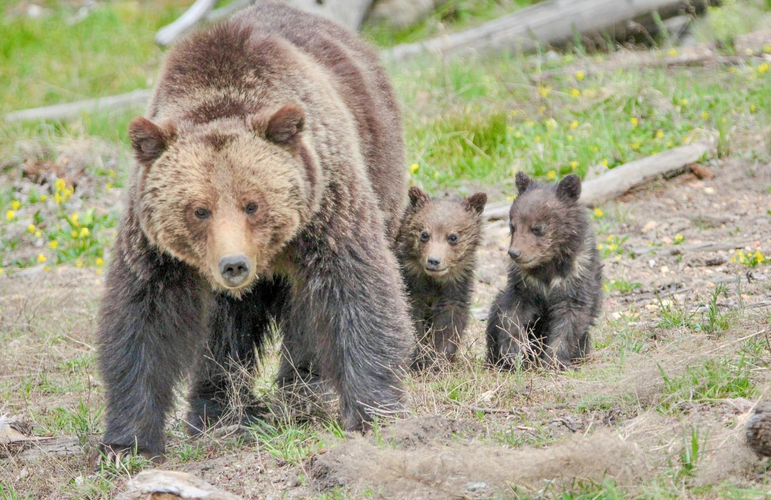 A grizzly bear mother with cubs spotted along the roadside near Roaring Mountain in Yellowstone National Park. Photo courtesy Eric Johnston/NPS