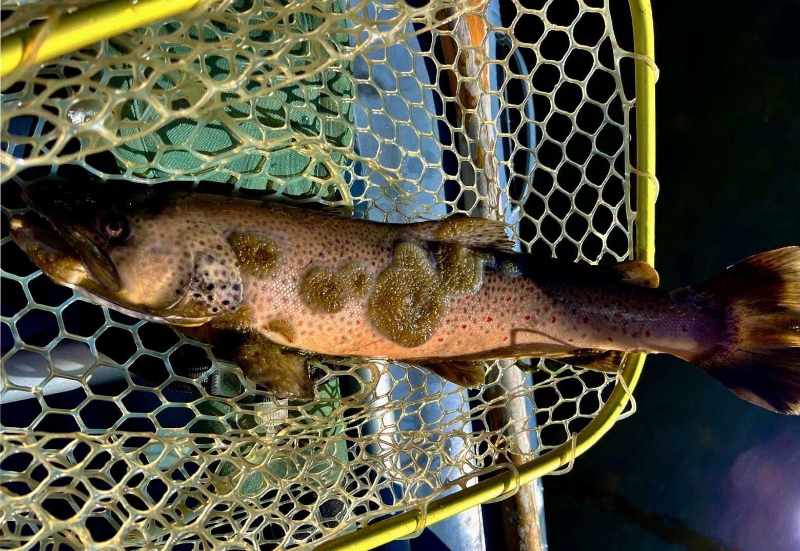 Fungus among us: A brown trout caught this year in Montana's Big Hole River. What kind of a harbinger might it be? Despite a big snow winter, river flows in the West are already dipping fast, setting off a series of fishing restrictions on many of the region's storied trout streams.  Photo by Wade Fellin