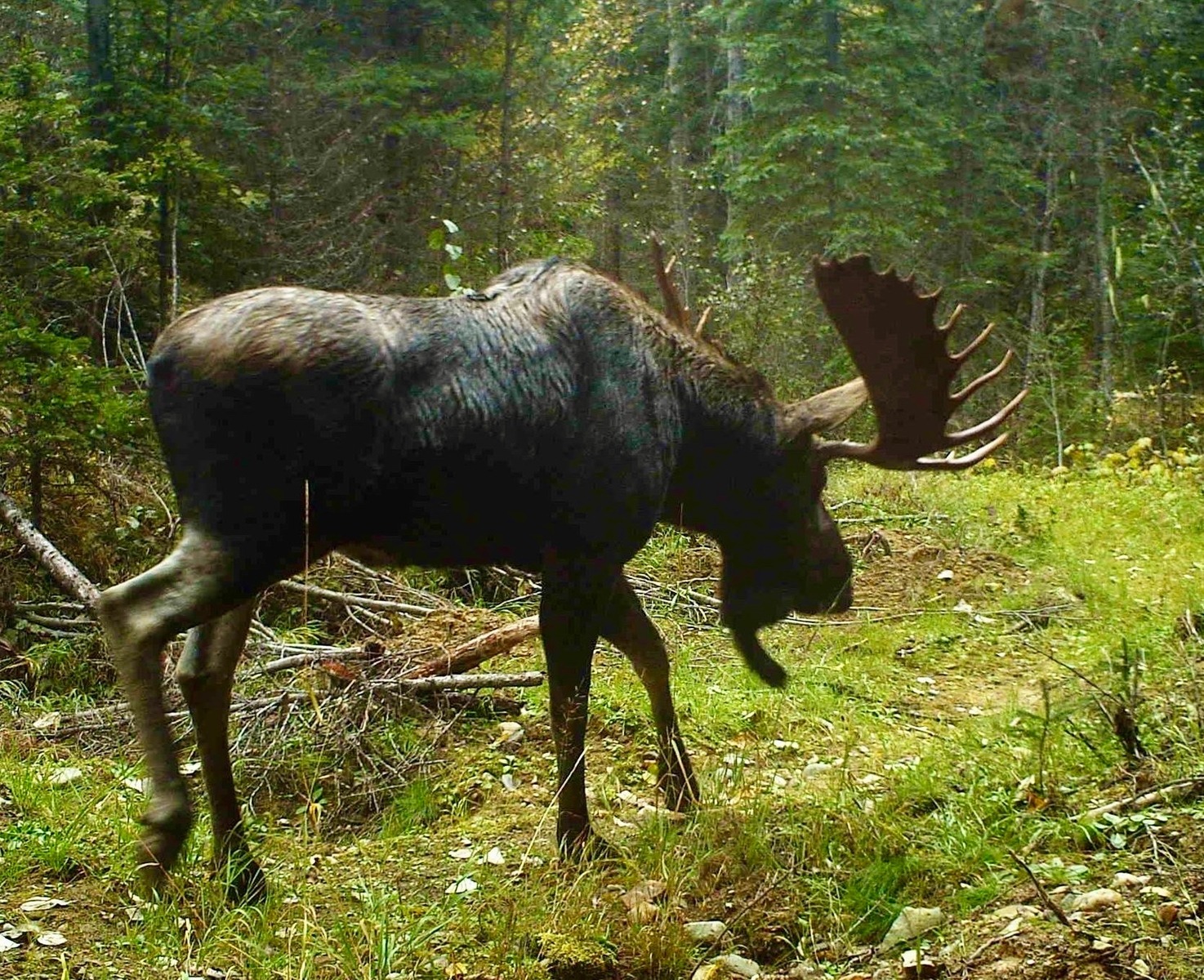 Moose traditionally have thrived in the cold wet understories of the Kootenai National Forest in the Yaak Valley. However, they are suffering declines in the US, throughout many of their last hauntsin northern tiers of the Lower 48 states.Afflicting them are habitat loss owed to climate change and development, outbreaks of diseases such as brain worm and infestations of winter ticks. Yes, wolves can have an additive influence on mortality but it secondary to other factors. Photo courtesy Yaak Valley Forest Council