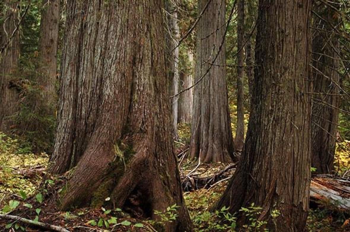 Some of the big still-standing, carbon-storing trees in the Kootenai National Forest that envelopes the Yaak Valley. Photo courtesy Randy Beacham