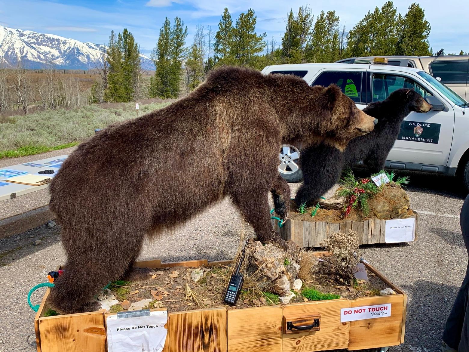This grizzly is believed to have been #587, one of famed Jackson Hole Grizzly 399's original triplets and brother to sisters 610 and 615.  Grizzly 587 was lethally removed from the wild as a young bear after he was accused of preying on livestock. Sister 615 died after being shot  by a hunter in the Bridger-Teton National Forest who claimed she was behaving aggressively but who was convicted  of illegally killing her.  Lots of grizzlies die every year in all kinds of run-ins with humans. If Wyoming brings back a sport hunt of grizzlies, bears like this will be pursued as trophies. Today, 587, portrayed in this pose by a taxidermist, is part of public education efforts to make people in northwest Wyoming more aware about living and playing in grizzly country. Photo by Todd Wilkinson
