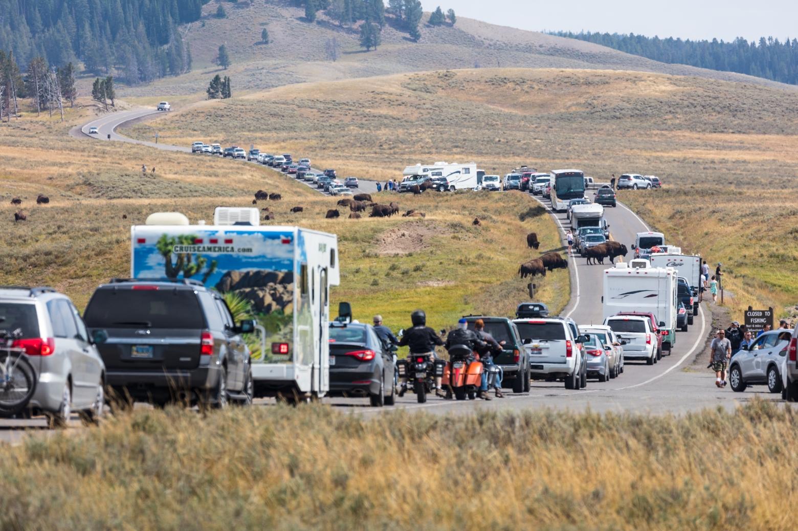 The National Park Service has experience trying to find a better balance between the needs of wildlife and people, Wuerthner says. But studies show that national parks are not large enough to preserve wildlife and ecological processes. Even Yellowstone needs to be able to breathe, as shown here in Hayden Valley, when congestion clogs some of its arteries. Photo courtesy Jacob W. Frank/NPS