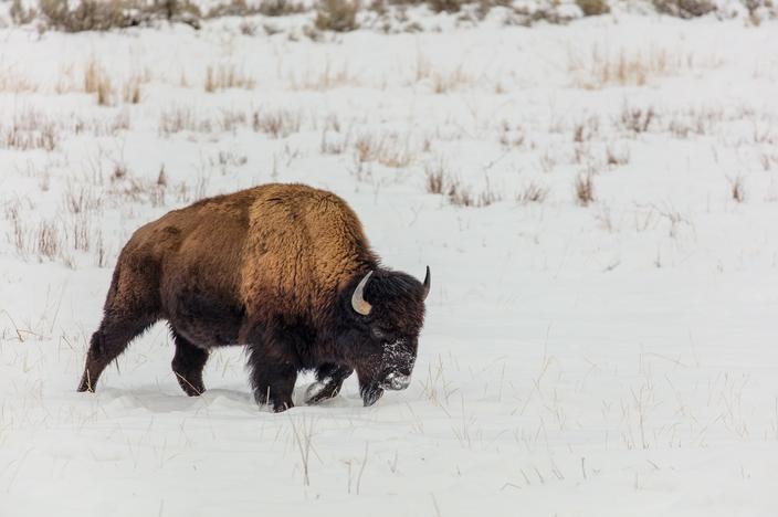 A Yellowstone bison plods through the January snow near Tower Junction. Photo by Jacob W. Frank/NPS