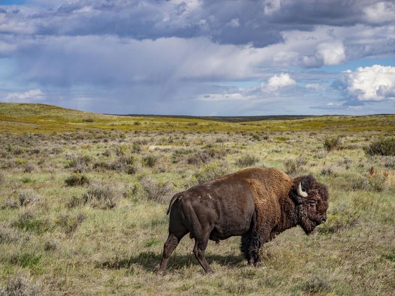 King of the range: The bison, America's National Mammal