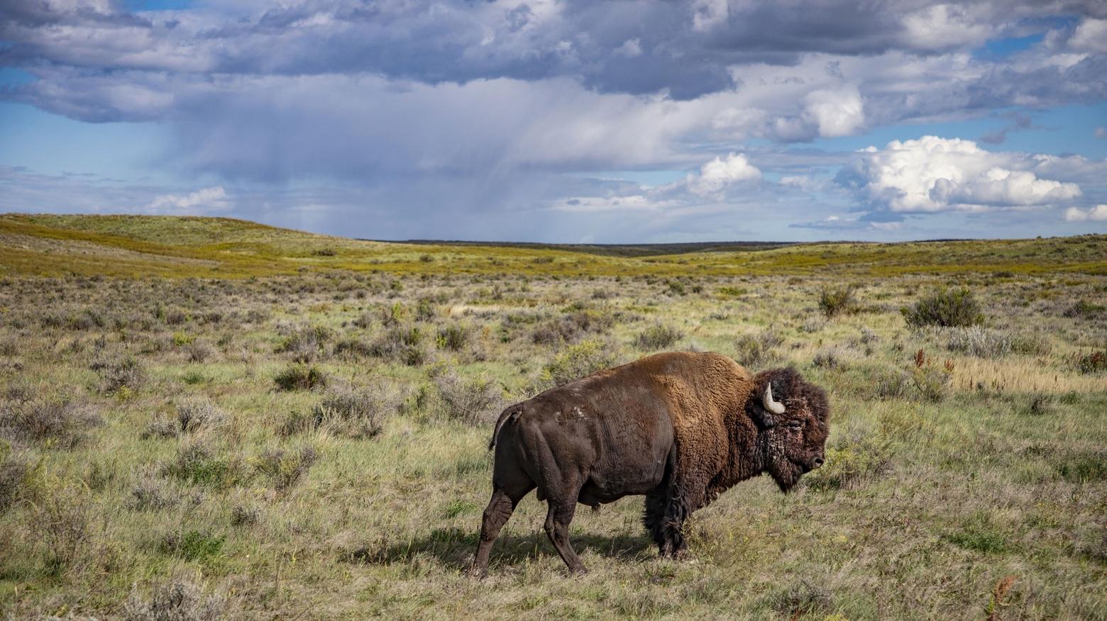 In the 1800s, bison numbered as many as 30 million in America. By the end of the century, their numbers had dwindled to fewer than 1,000. "The American Buffalo" tells the story of one of the greatest tragedies in American history and the inextricable connection between bison and Indigenous tribes of North America. The new film premieres on PBS Oct. 16 and 17. Here, a bison is backdropped by the Montana sky, September 2019. Photo by Craig Mellish