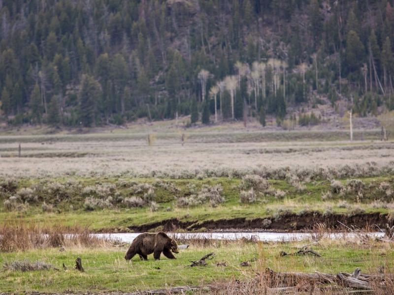 Grizzly 211 ambles across the Lamar Valley in Yellowstone National Park