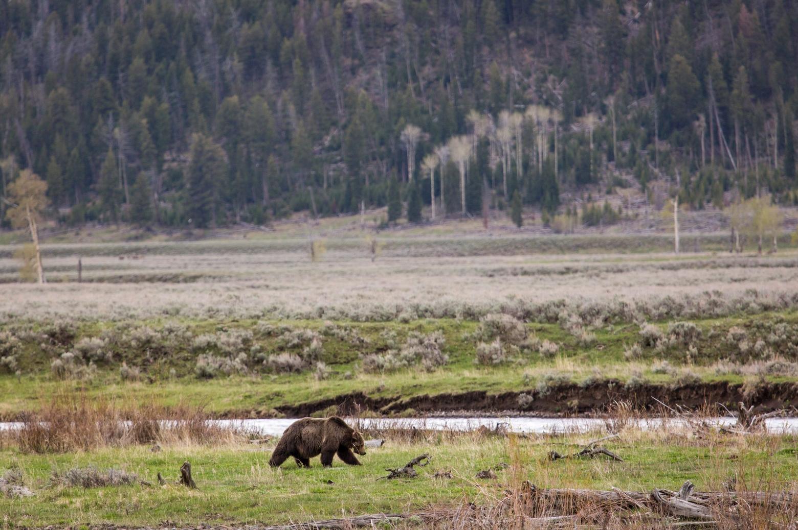 Grizzly 211, aka Scarface, ambles across Yellowstone National Park's Lamar Valley. The famous Yellowstone grizzly was 25 years old when it was shot and killed by an elk hunter in 2015 outside the park near Gardiner, Montana. Photo by Neal Herbert/NPS