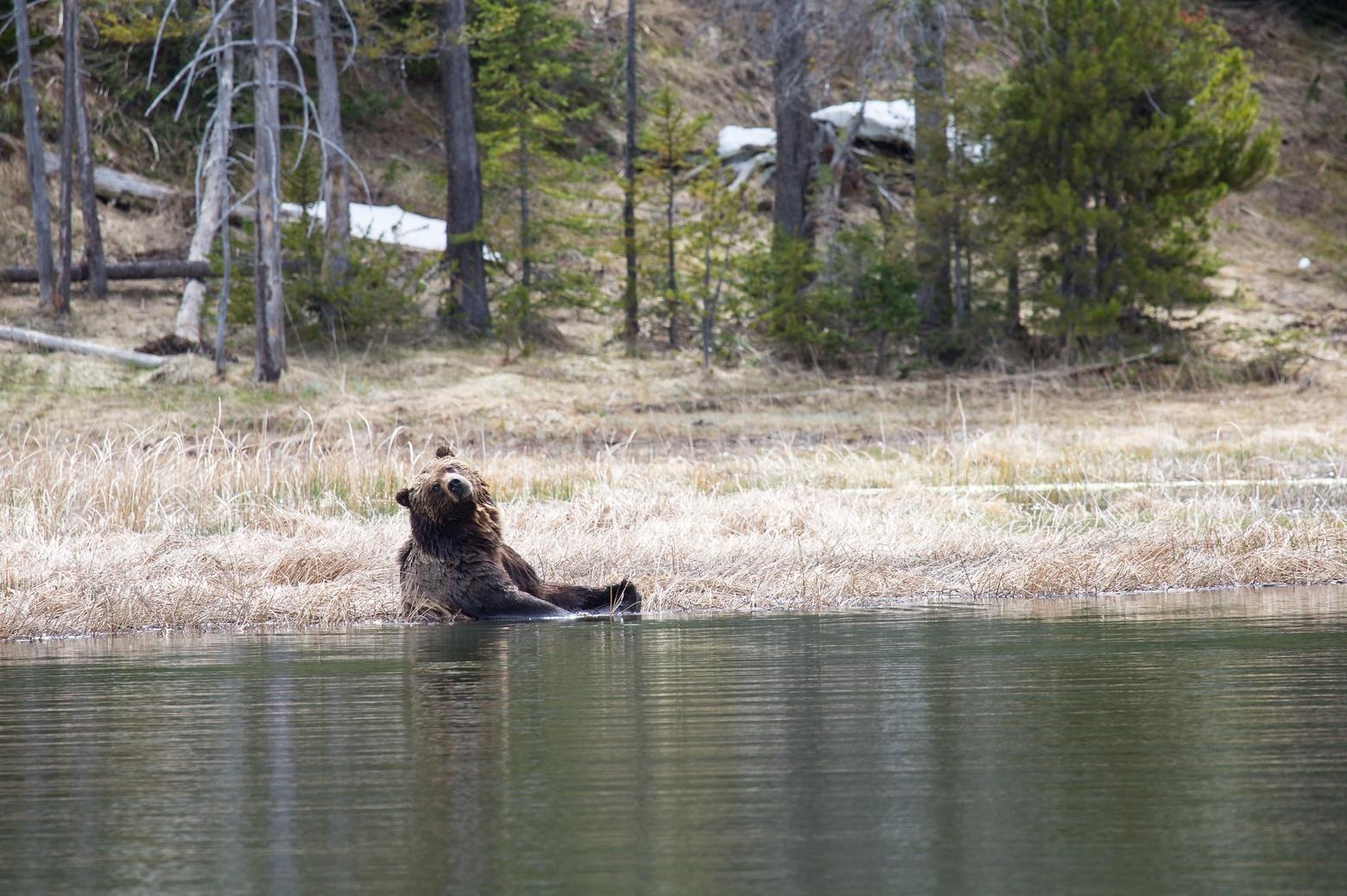 A grizzly cools off in a Yellowstone wetland. Shaking off dangerous heat can be done with a dip, where water enough is available—and readily accessible. Photo by Neal Herbert/NPS