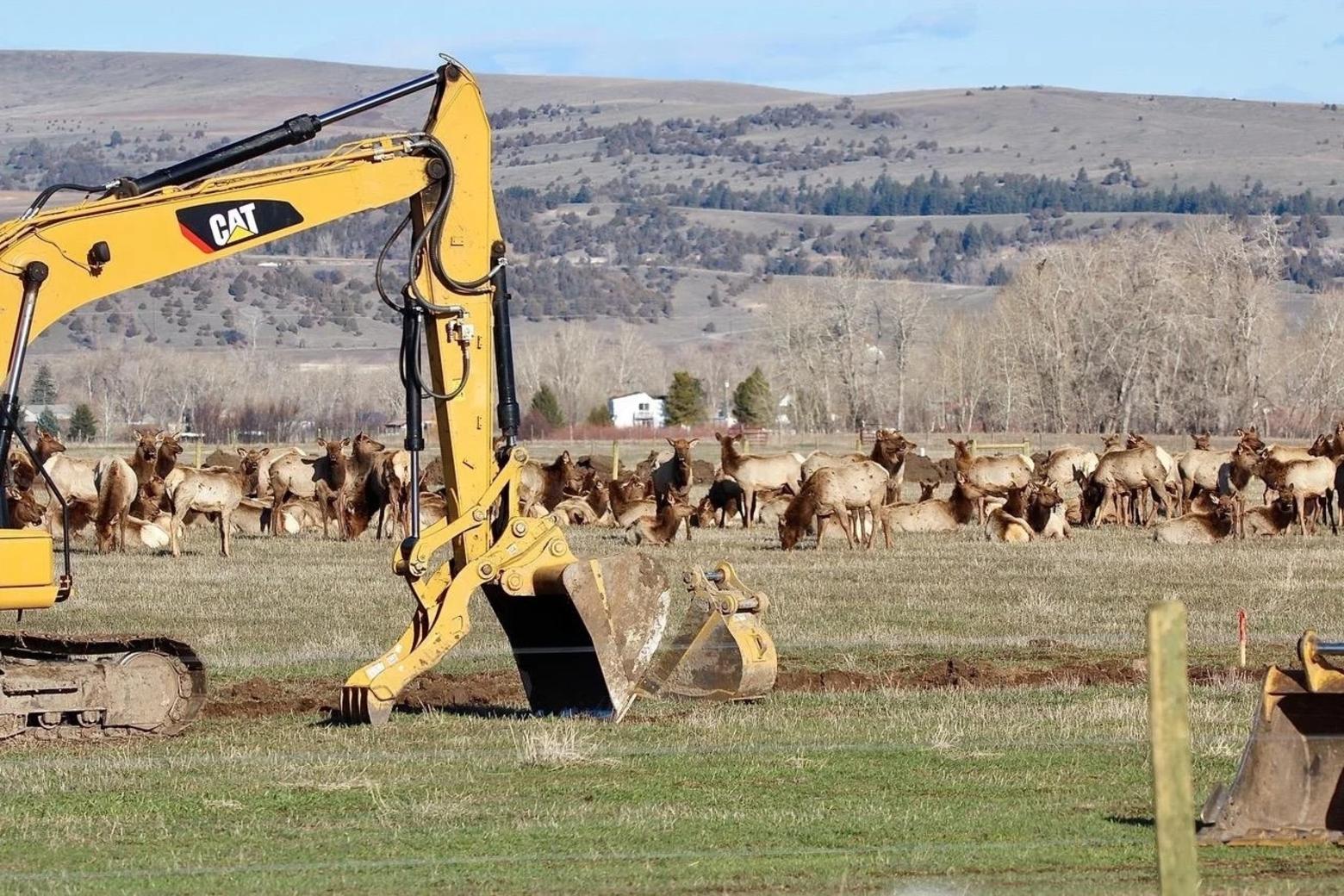Rapid growth in Gallatin Valley is crowding wildlife and traffic creating dangerous routes over major thoroughfares like Highway 191 in Gallatin Gateway. Photo by Holly Pippel