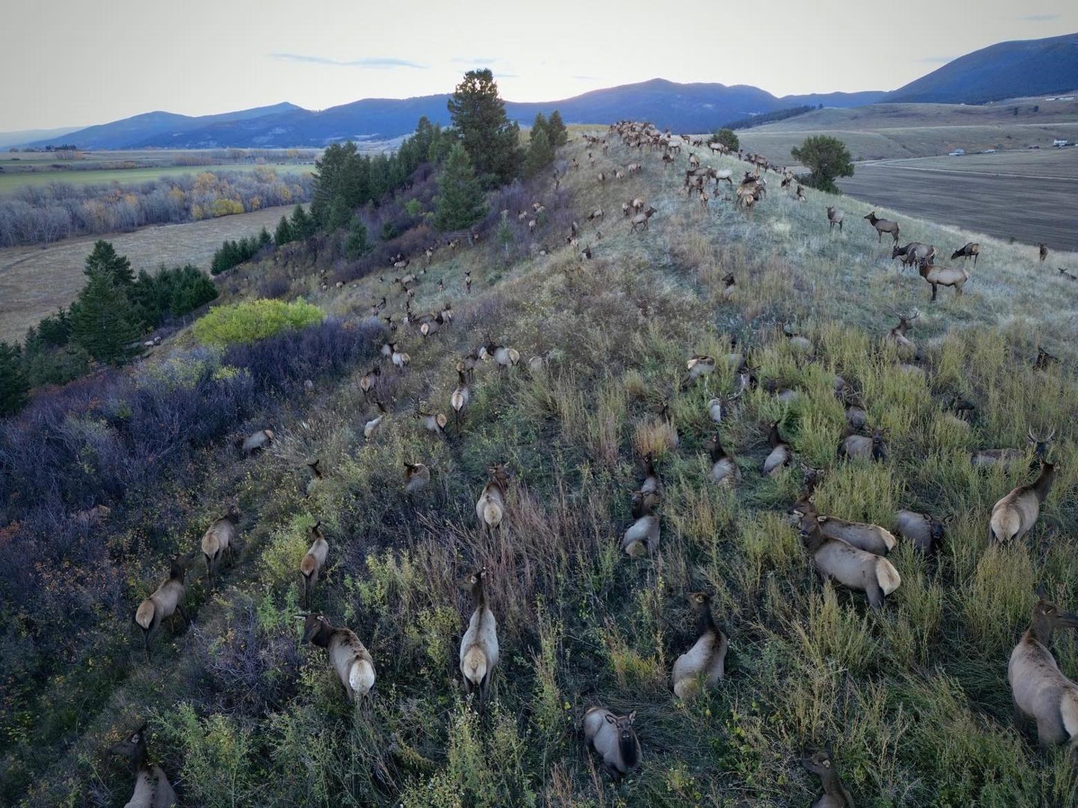 The majestic Gateway elk herd gathers on a ridgeline south of Bozeman. Photo by Holly Pippel