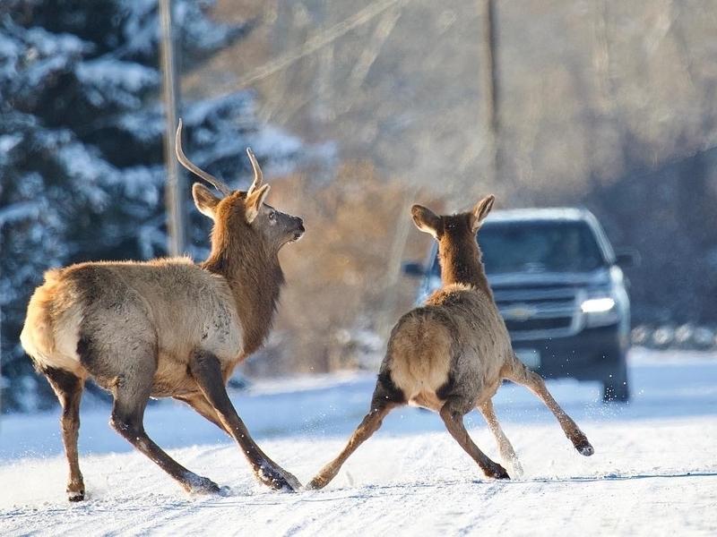 Elk in Gallatin Gateway and across Greater Yellowstone are contending now more than ever with increased traffic
