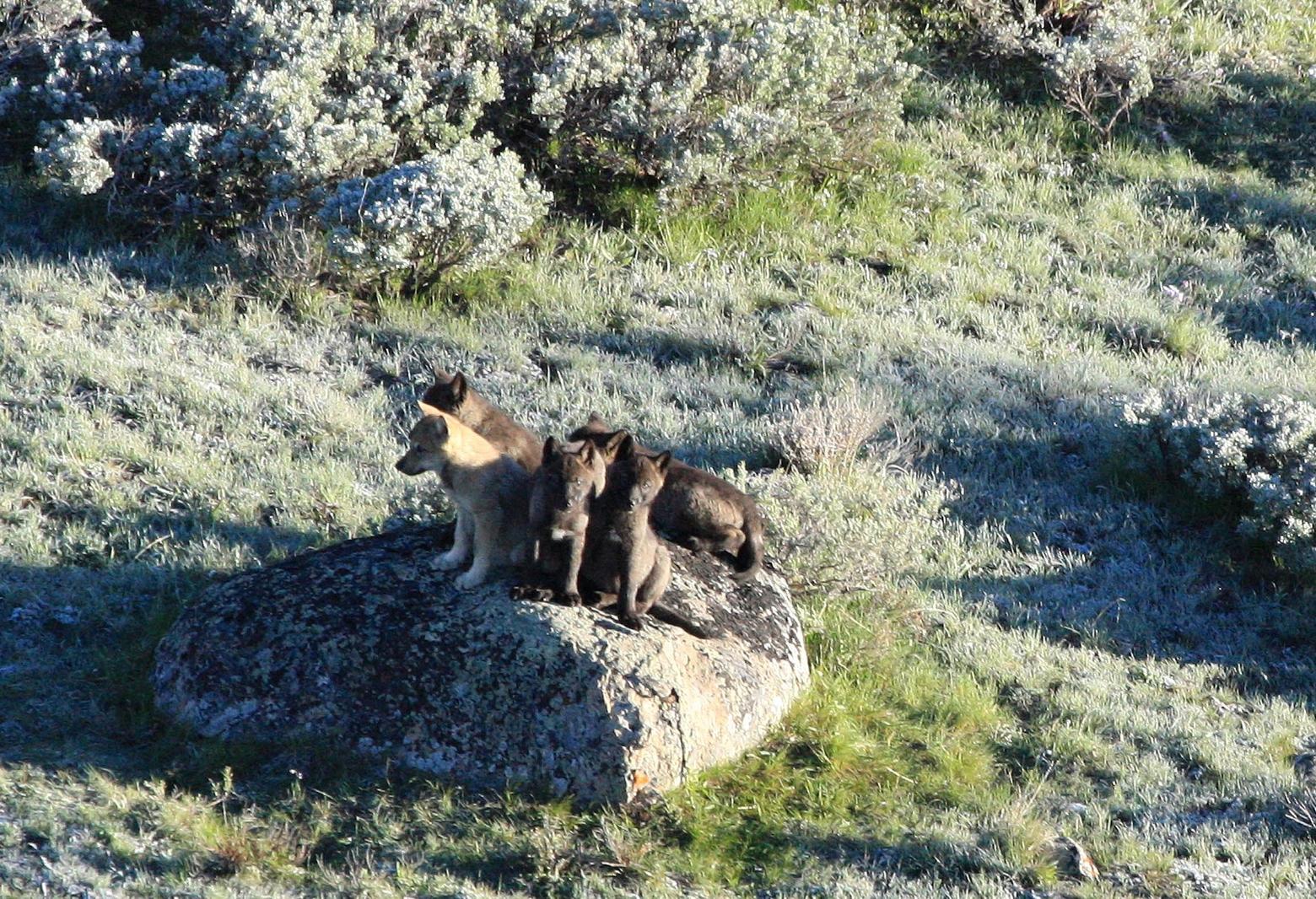 Also an accomplished photographer, Stahler gets a bird's eye vies of wolf pups with the Eight-Mile Pack in 2014. Photo by Dan Stahler