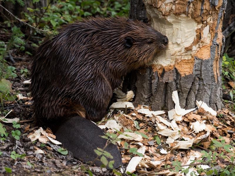 Beavers  are expert dam builders, and their industrious behavior helps repair eroded streambeds by trapping sediments and slowly raising water levels