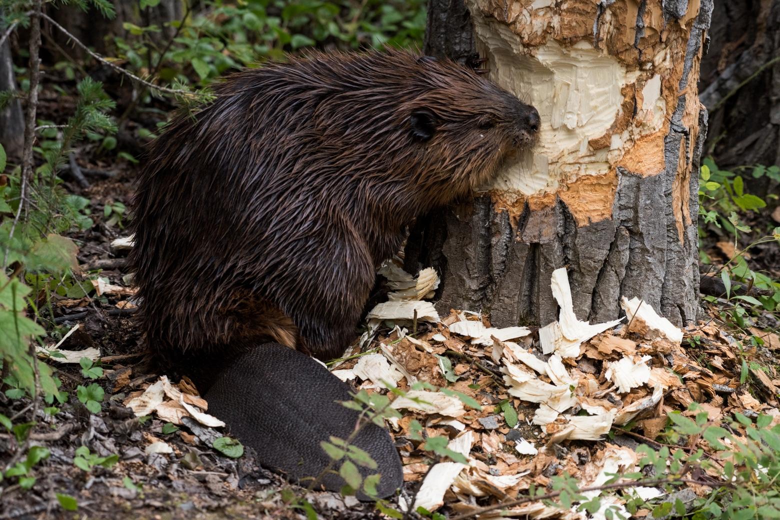 Beavers are a keystone species in Greater Yellowstone due to their ability to shape ecosystems that benefit plants, rivers and other wildlife. Photo courtesy NPS
