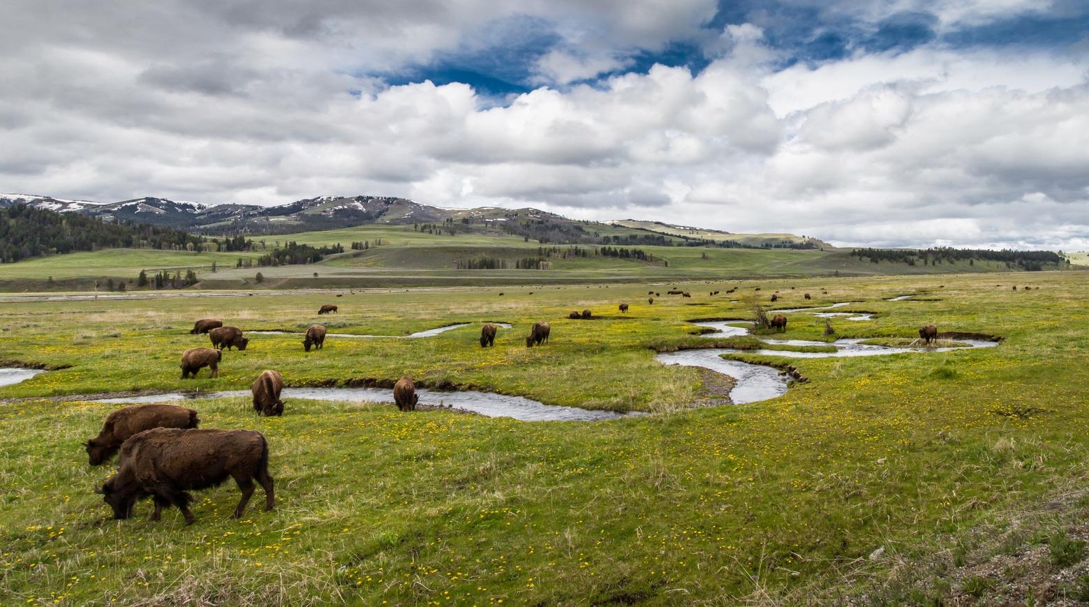 Wenk devoted the final months of his 43-year career with the National Park Service to drawing up a plan to manage Yellowstone's bison herds. NPS is currently reviewing public comment on the current bison management plan. Here, bison graze along Rose Creek in the Lamar Valley. Photo by Neal Herbert/NPS