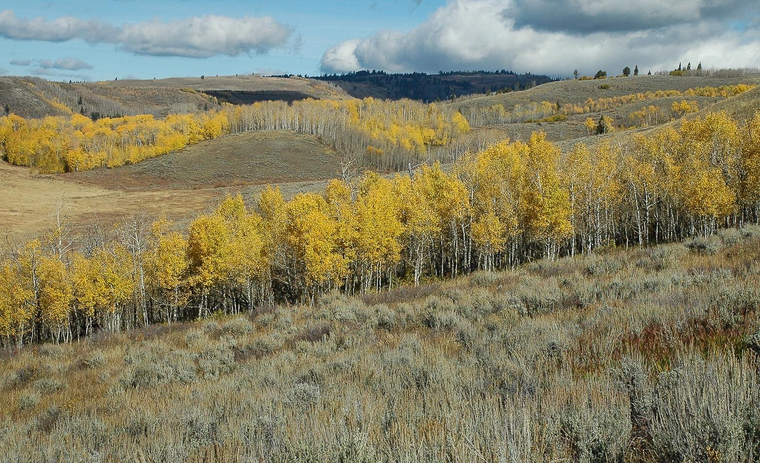 Aspen trees in the draws of the Kelly parcel. Photo by Susan Marsh