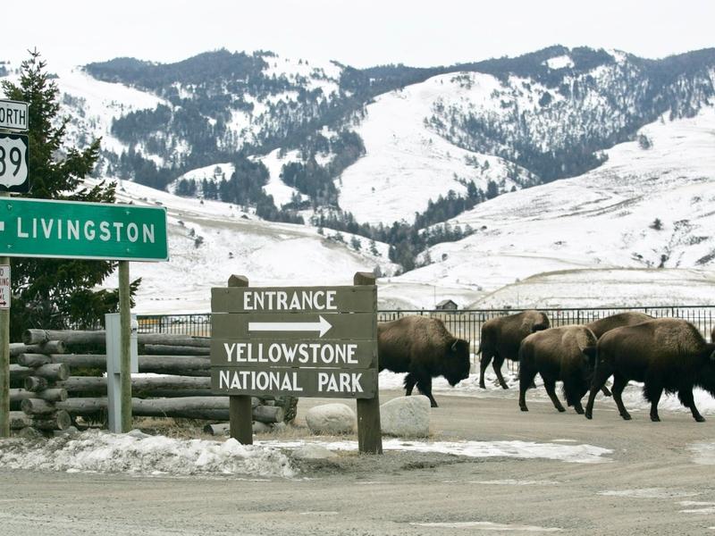 As it turns out, bison don't know where invisible borders exist