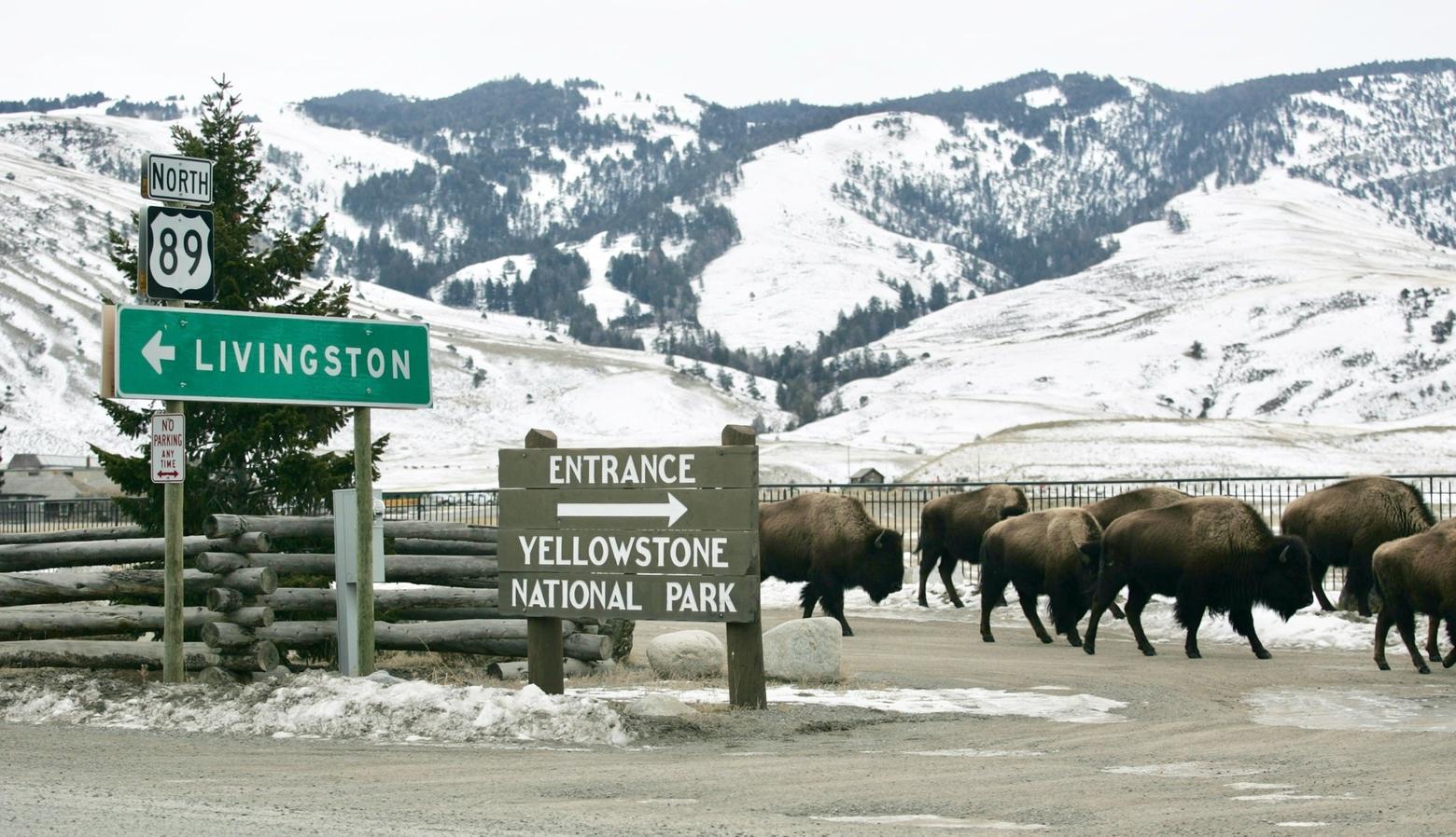 Bison have for centuries migrated from the area now known as Yellowstone National Park north into the land controlled by public and private interests in what's now the state of Montana. With many interests vying for control over bison management, who's acting in the interests of the bison? Photo by Jim Peaco/NPS