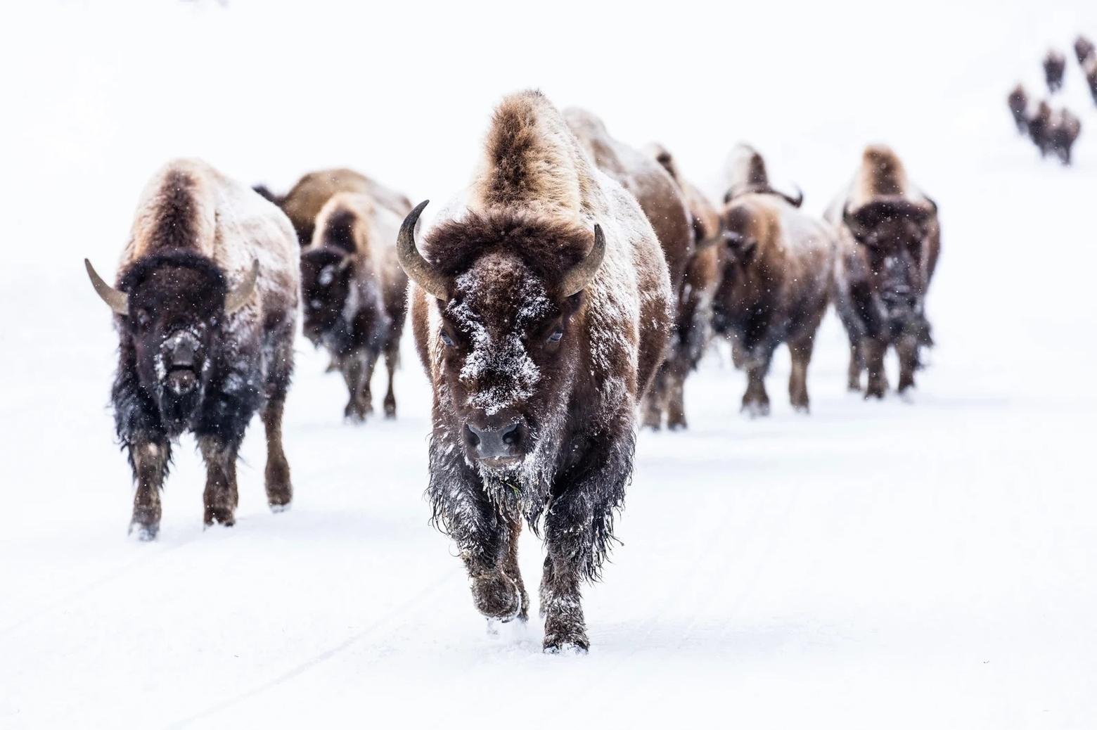 On the move. Yellowstone bison once roamed the Great Plains in the tens of millions. Now, after having balanced on the brink of extinction, numerous interests are battling over best management practices. Photo by Jacob W. Frank/NPS
