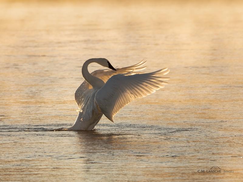 Nearly extinct by the early 1900s, trumpeter swans have made an impressive comeback thanks to conservation efforts