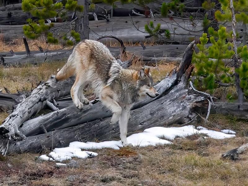  The Montana Gray Wolf Conservation and Management Plan reflects changes in the wolf population over the past two decades