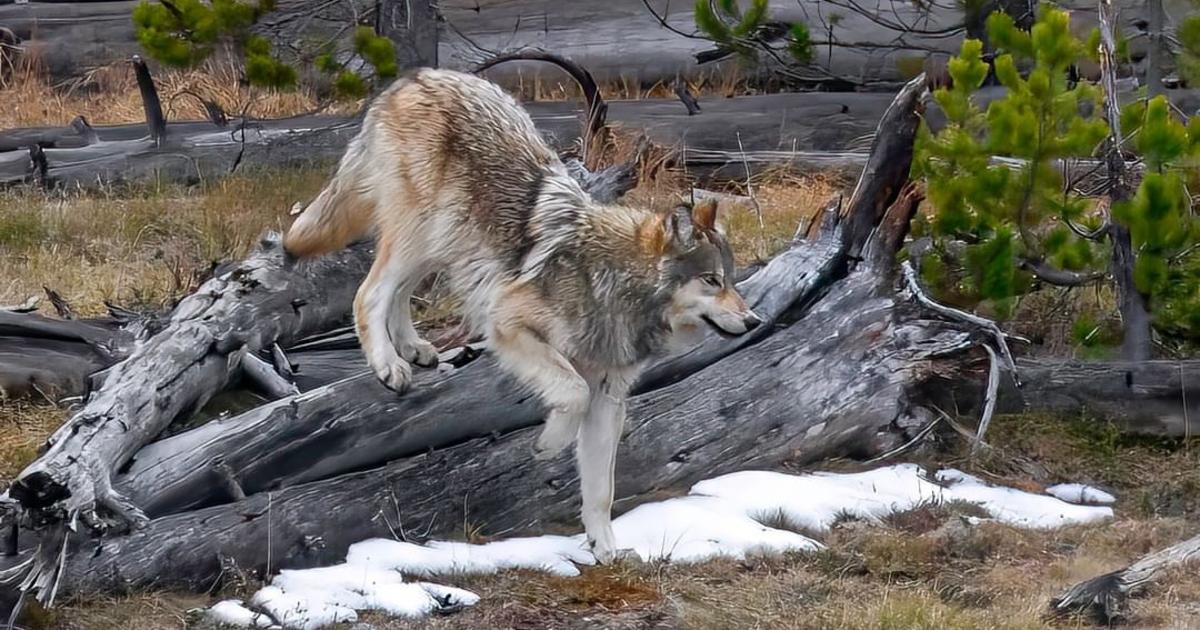Montana unveils first wolf management plan update in 20 years